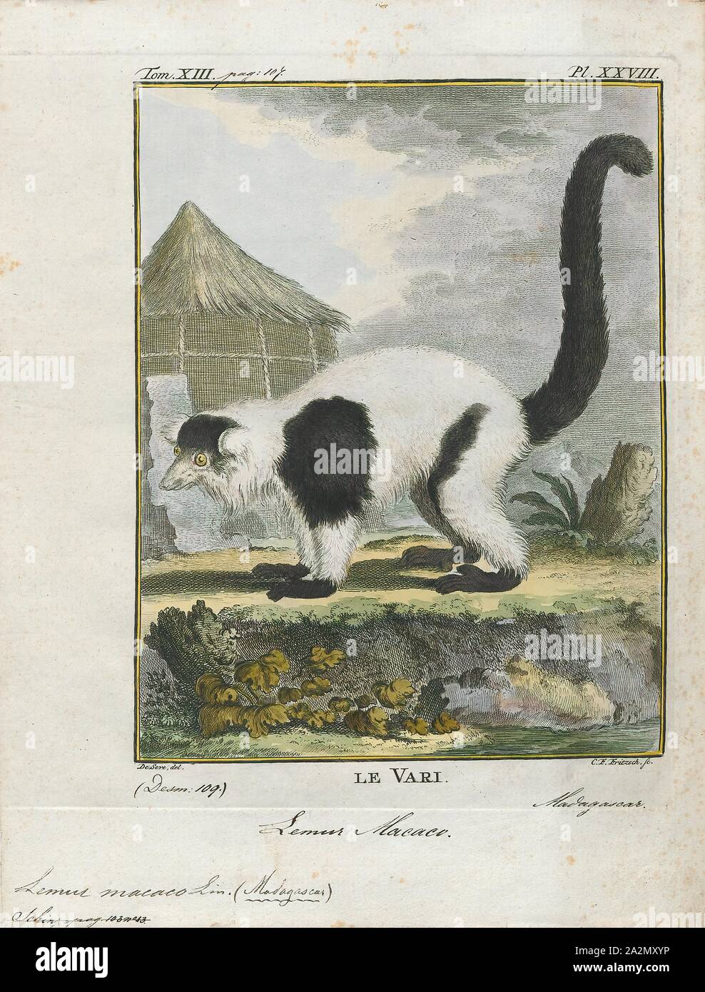 Lemur macaco, Print, Lemurs (from Latin lemures – ghosts or spirits) are mammals of the order Primates, divided into 8 families and consisting of 15 genera and around 100 existing species. They are native only to the island of Madagascar. Most existing lemurs are small, have a pointed snout, large eyes, and a long tail. They chiefly live in trees (arboreal), and are active at night (nocturnal)., 1782 Stock Photo