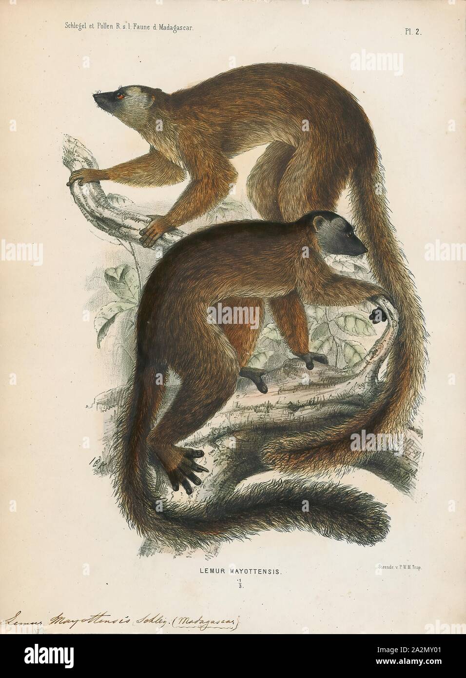 Lemur mayottensis, Print, Lemurs (from Latin lemures – ghosts or spirits) are mammals of the order Primates, divided into 8 families and consisting of 15 genera and around 100 existing species. They are native only to the island of Madagascar. Most existing lemurs are small, have a pointed snout, large eyes, and a long tail. They chiefly live in trees (arboreal), and are active at night (nocturnal)., 1868 Stock Photo