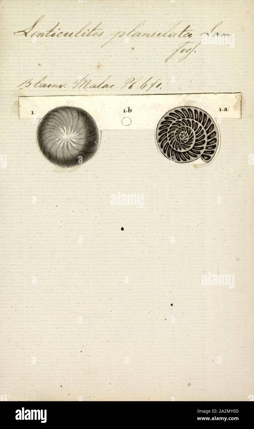 Lenticulites planulata, Print Stock Photo