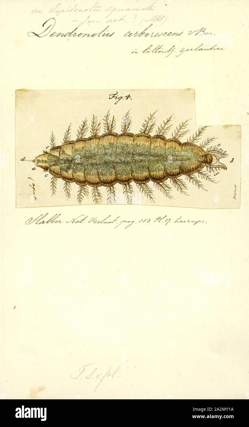 Lepidonotus squamatus, Print, Lepidonotus squamatus is a species of polychaete worm, commonly known as a 'scale worm Stock Photo