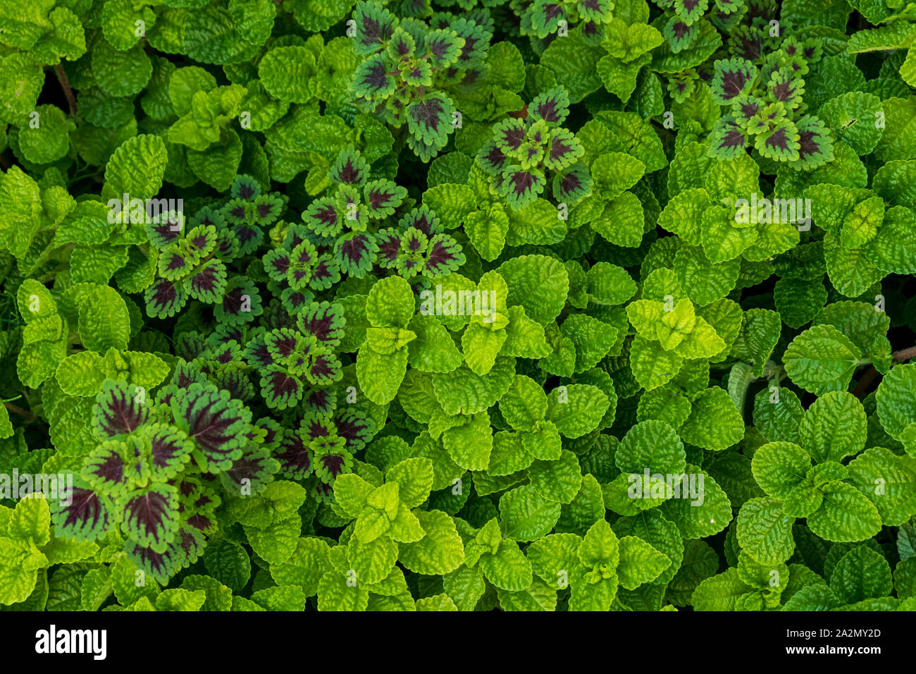 Background texture green leaves close up in park Stock Photo - Alamy