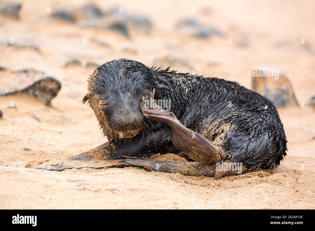 South African Fur Seal baby scratching at Cape Cross Seal Reserve, Namibia, Africa Stock Photo