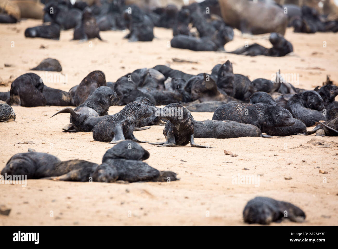South African Fur Seal babies in the middle of their colony at Cape Cross Seal Reserve, Namibia, Africa Stock Photo