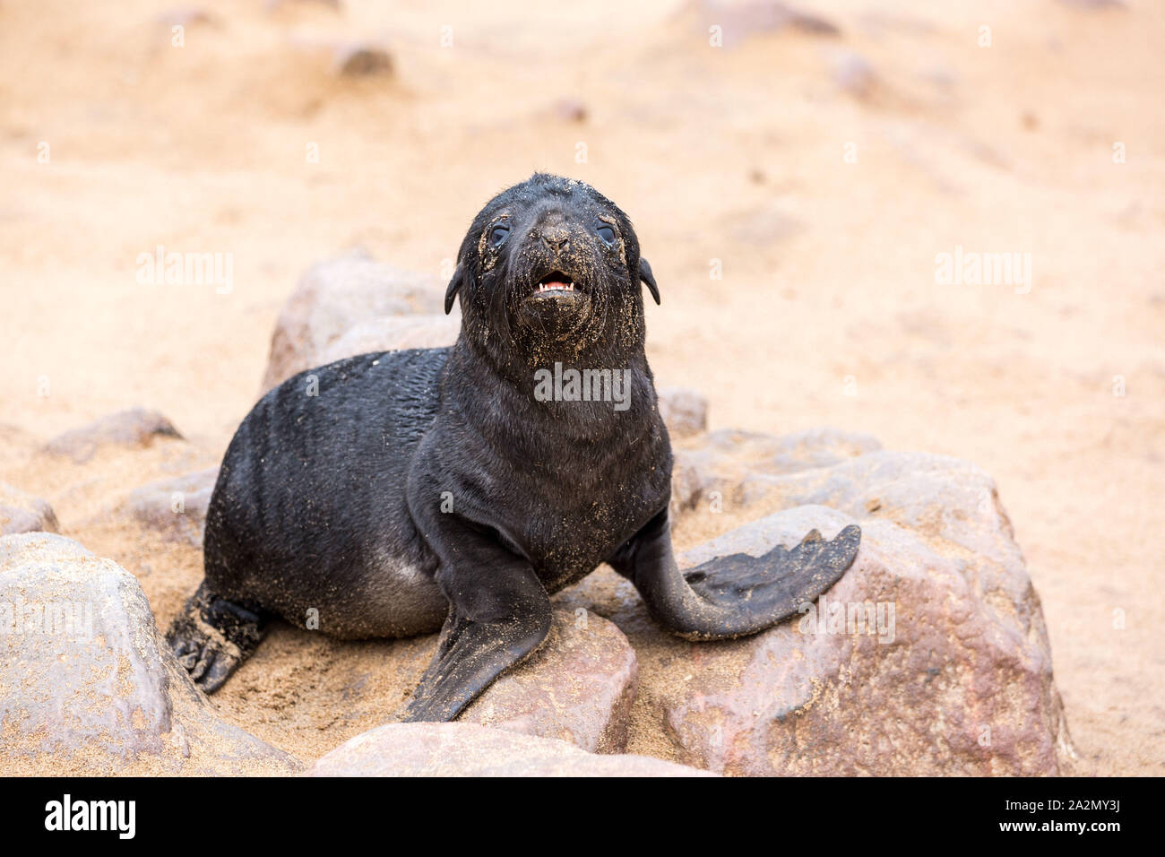 Lonely South African Fur Seal baby crying at Cape Cross Seal Reserve, Namibia, Africa Stock Photo