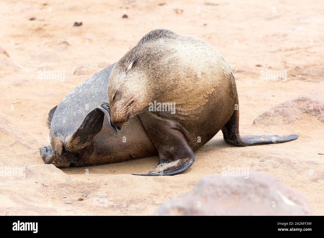 South African Fur Seal female scratching at Cape Cross Seal Reserve, Namibia, Africa Stock Photo