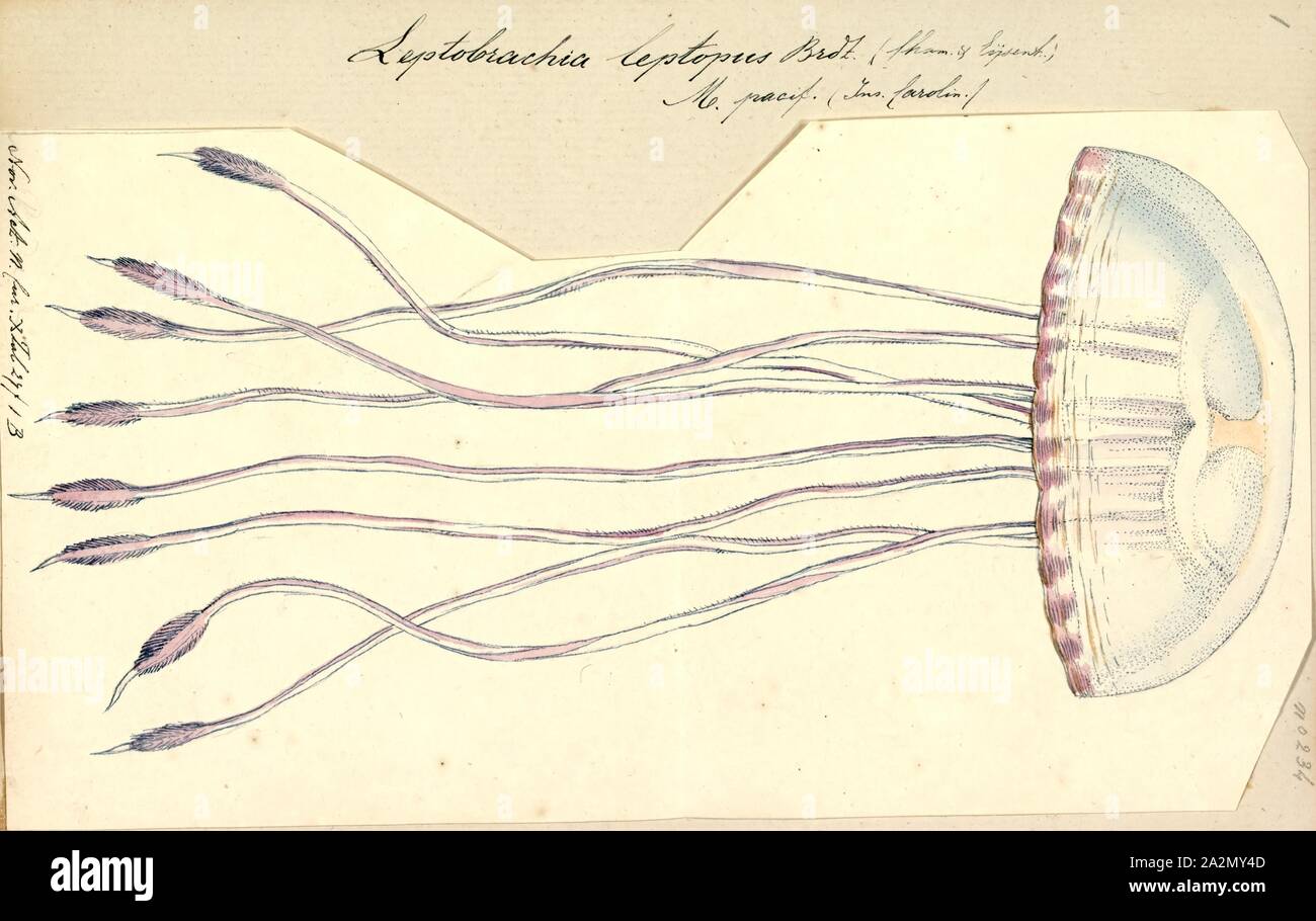 Leptobrachia leptopus, Print Stock Photo