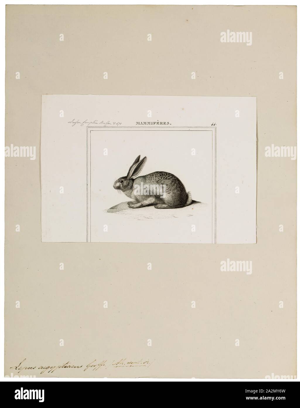 Lepus aegyptiacus hires stock photography and images Alamy