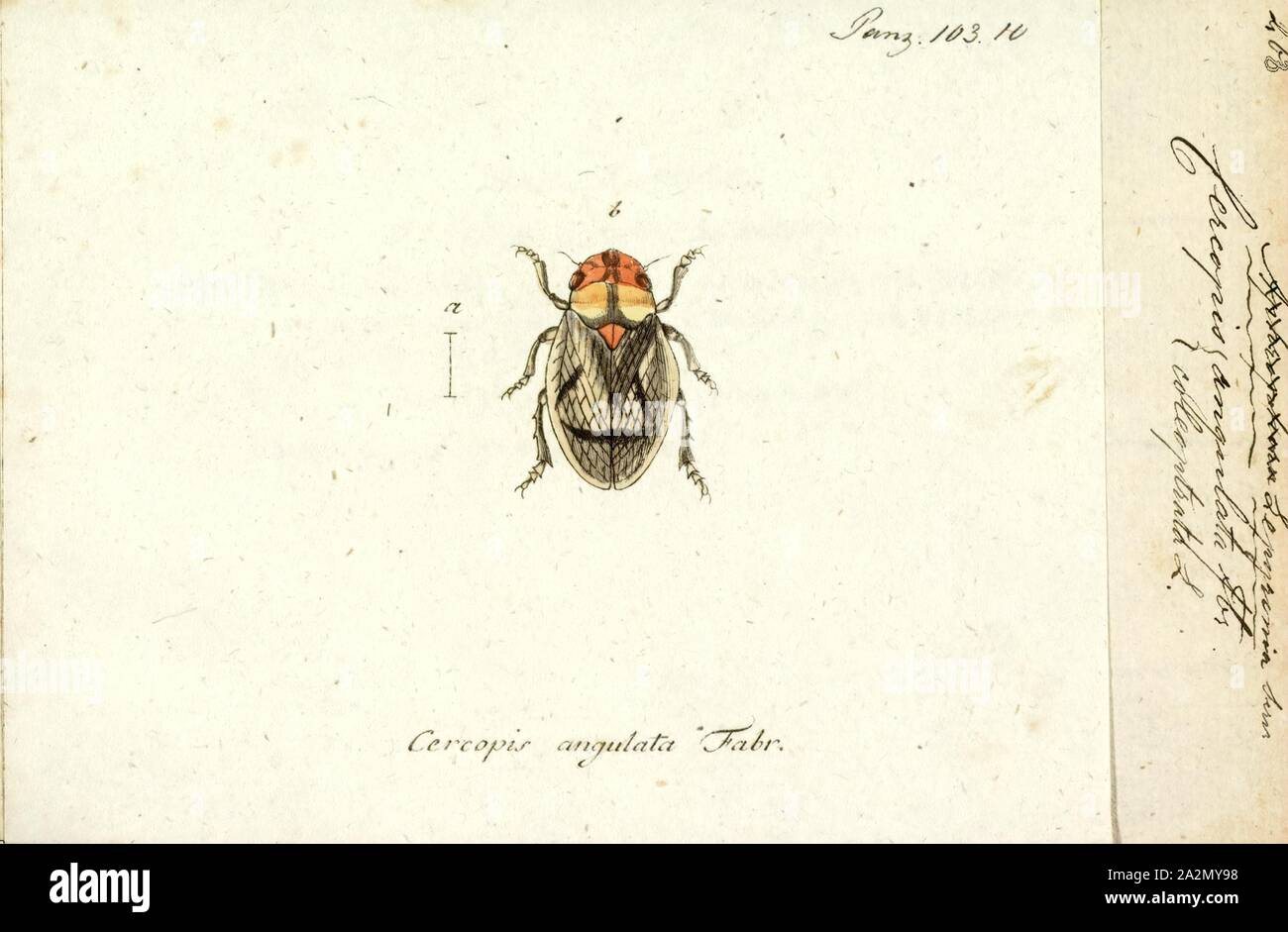 Lepyronia, Print, Lepyronia is a genus of froghoppers in the family Aphrophoridae Stock Photo