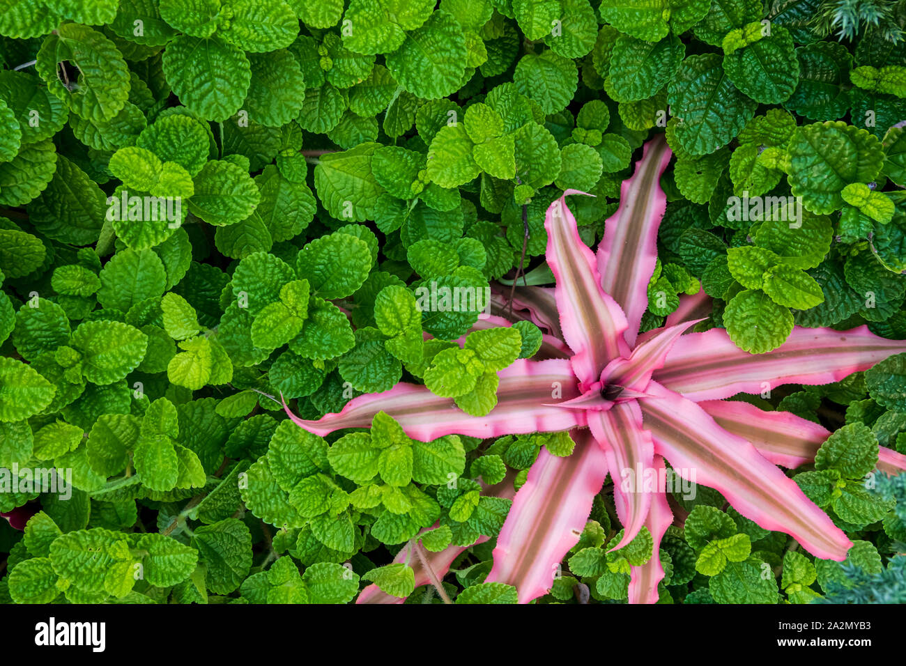 Background texture green leaves close up in park Stock Photo - Alamy