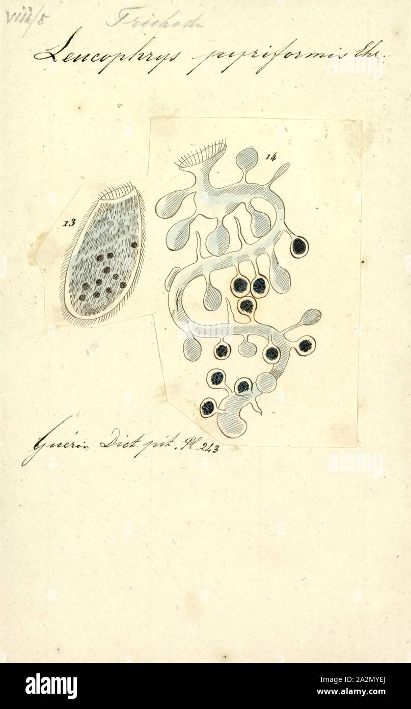 Leucophrys pyriformis, Print Stock Photo