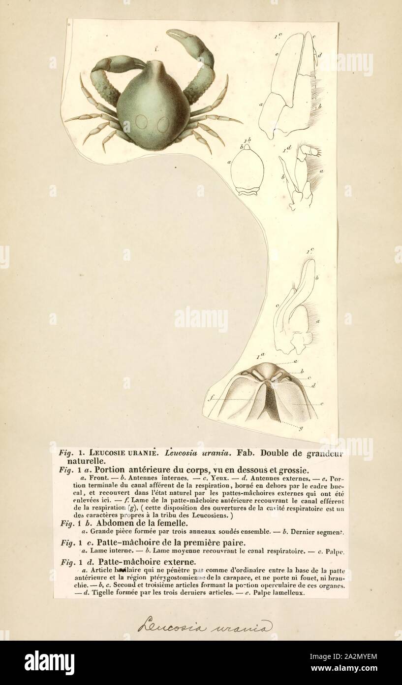 Leucosia urania, Print Stock Photo
