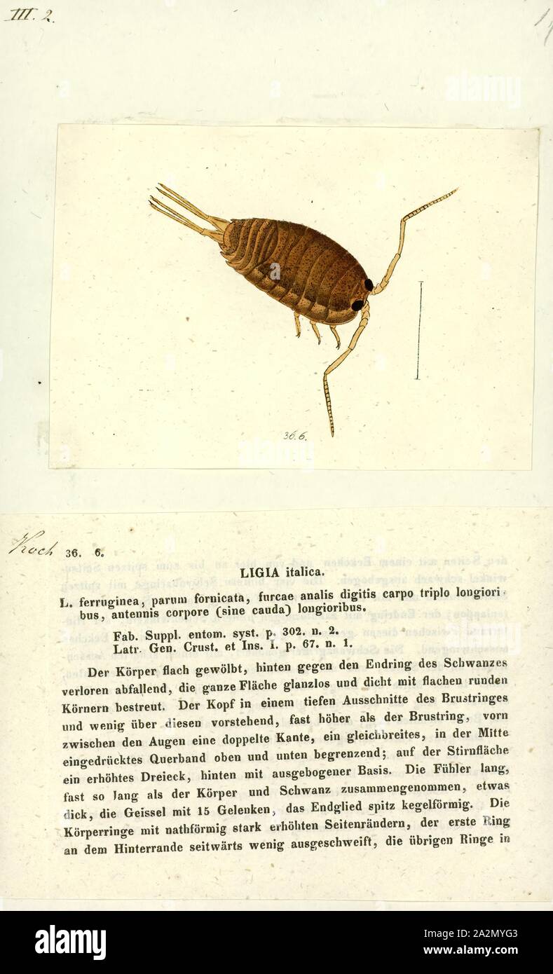 Ligia italica, Print, Ligia is a genus of isopods, commonly known as rock lice or sea slaters. Most Ligia species live in tidal zone cliffs and rocky beaches, but there are several fully terrestrial species in high humidity environments Stock Photo
