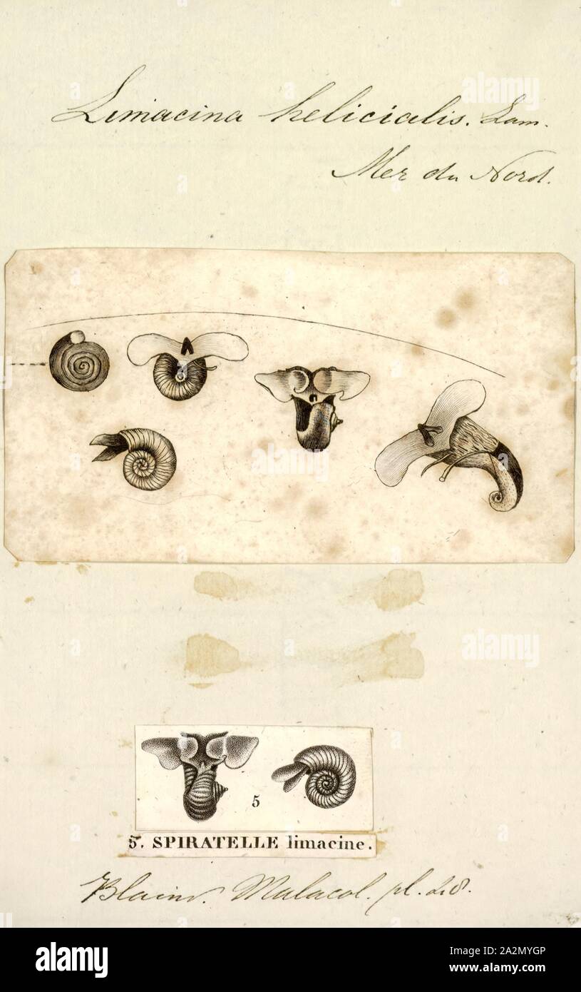 Limacina helicialis, Print Stock Photo