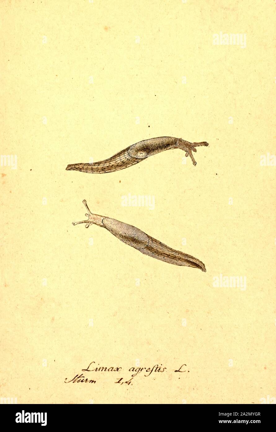 Limax agrestis, Print, Limax is a genus of air-breathing land slugs in the terrestrial pulmonate gastropod mollusk family Limacidae Stock Photo