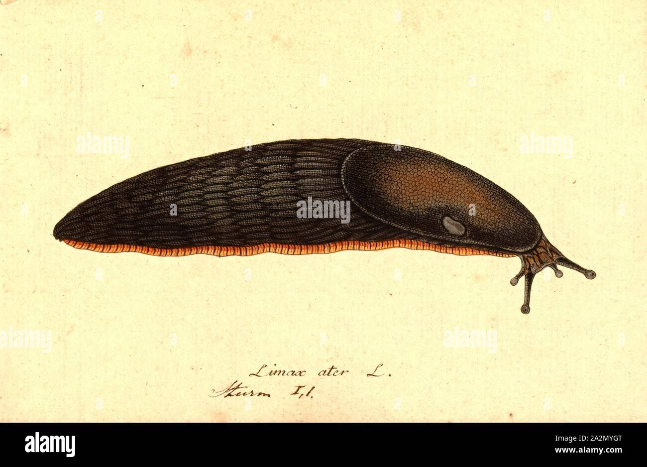 Limax ater, Print, Limax is a genus of air-breathing land slugs in the terrestrial pulmonate gastropod mollusk family Limacidae Stock Photo
