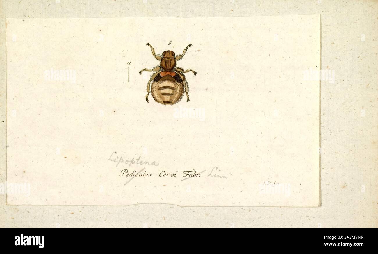 Lipoptena, Print, Lipoptena is a genus of Hippoboscidae, known as louse flies or keds Stock Photo
