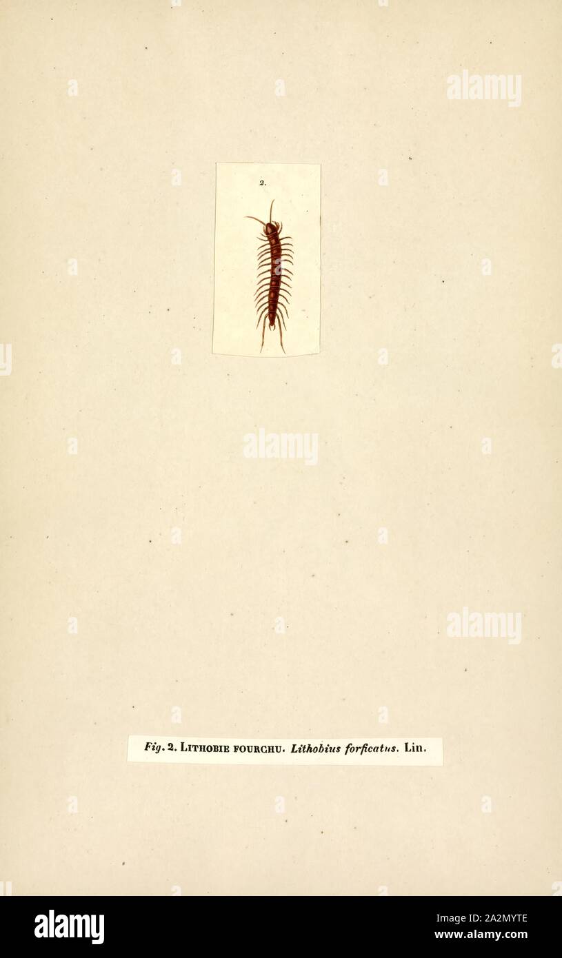 Lithobius, Print, Lithobius is a large genus of centipedes in the family Lithobiidae, commonly called stone centipedes, common centipedes or brown centipedes Stock Photo