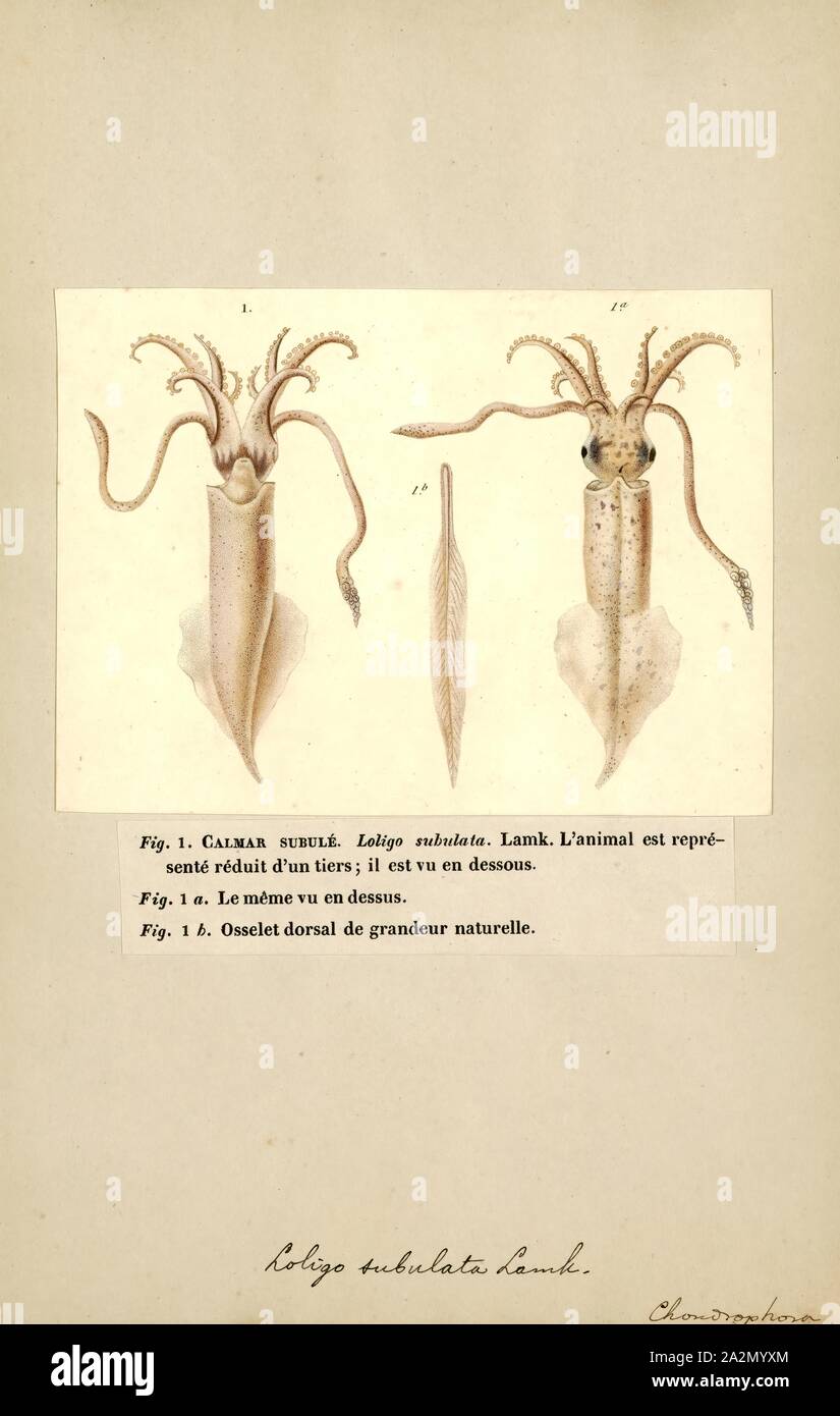 Loligo subulata, Print, Alloteuthis subulata, the European common squid, is a species of squid in the genus Alloteuthis and the family Loliginidae Stock Photo