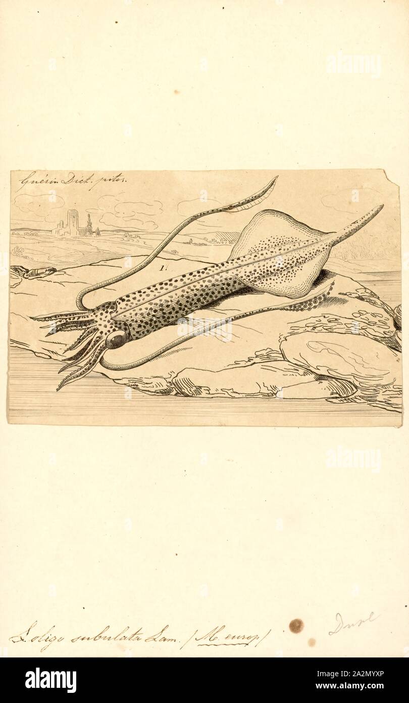 Loligo subulata, Print, Alloteuthis subulata, the European common squid, is a species of squid in the genus Alloteuthis and the family Loliginidae Stock Photo