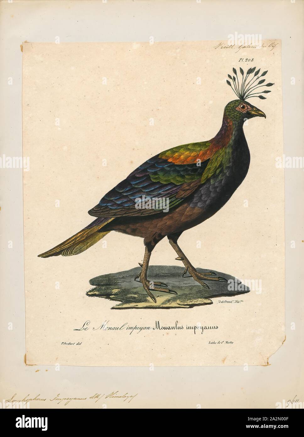 Impeyan lophophorus hi-res stock photography and images - Alamy