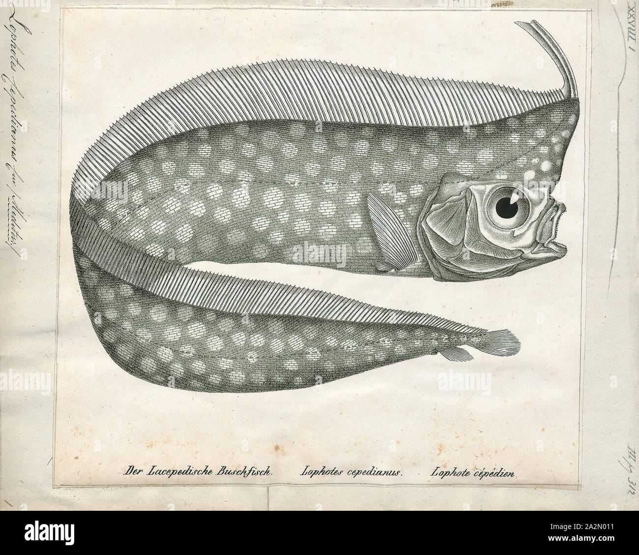 Lophotus cepedianus, Print, Lophotus is a genus of crestfishes, 1700-1880 Stock Photo