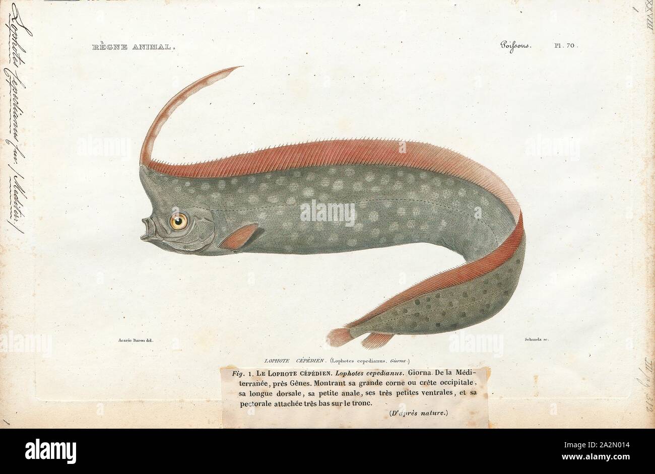 Lophotus cepedianus, Print, Lophotus is a genus of crestfishes, 1700-1880 Stock Photo