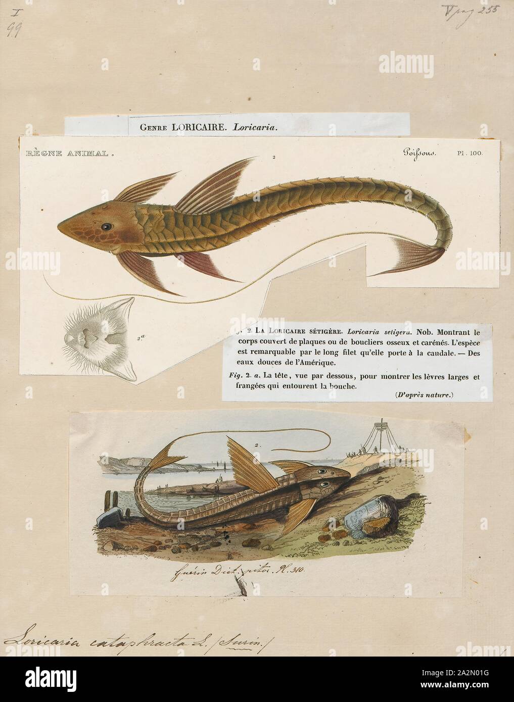 Loricaria cataphracta, Print, Loricaria cataphracta or the chocolate loricariid is a member of the Loricaria genus of armored catfish., 1700-1880 Stock Photo