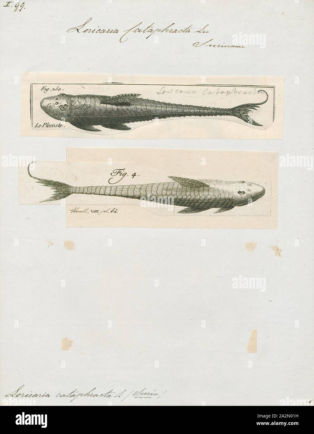 Loricaria cataphracta, Print, Loricaria cataphracta or the chocolate loricariid is a member of the Loricaria genus of armored catfish., 1700-1880 Stock Photo