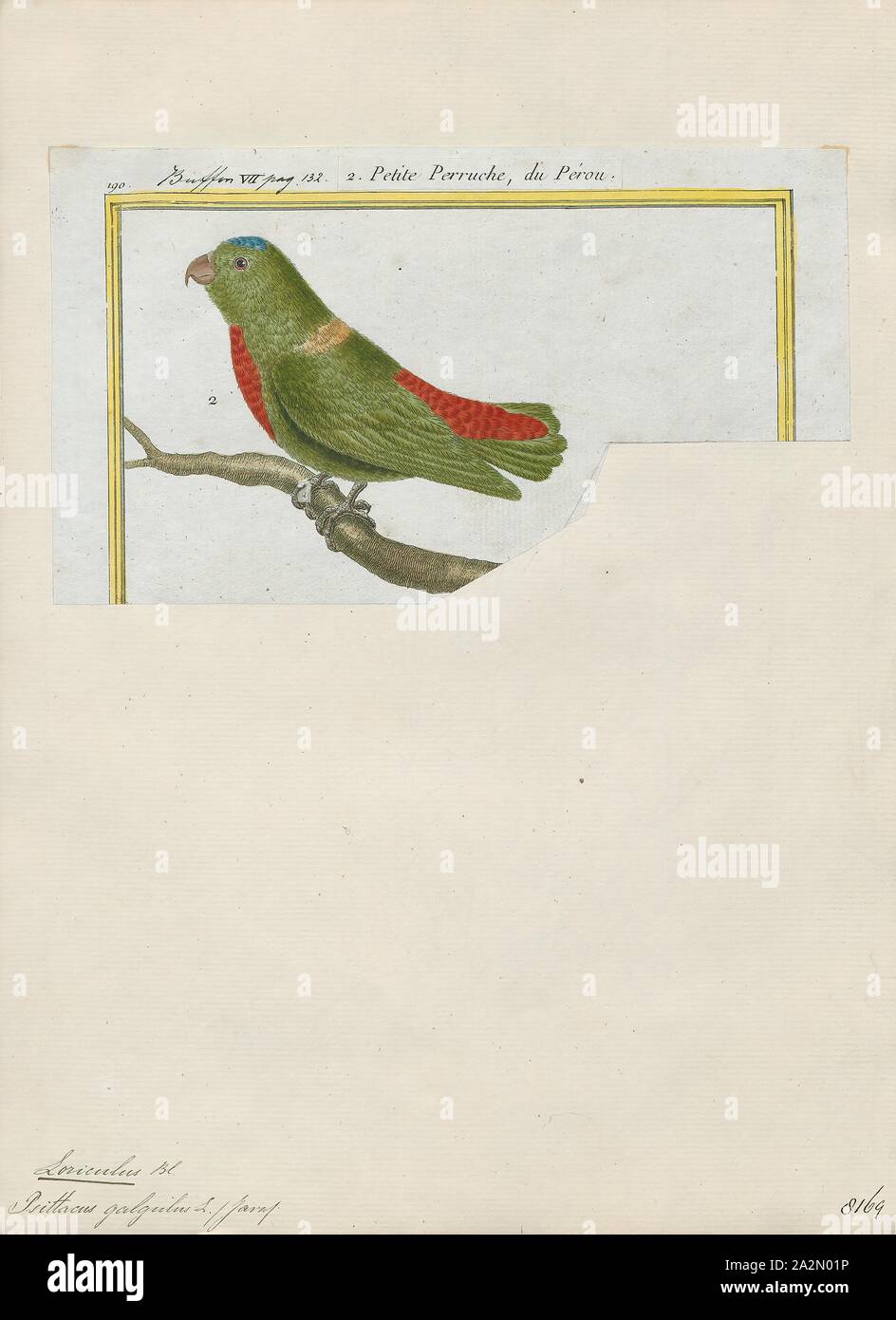 Loriculus galgulus, Print, The blue-crowned hanging parrot (Loriculus galgulus) is a small (length: 13 cm (5.1 in)) mainly green parrot found in forested lowlands in southern Burma and Thailand, Malaya, Singapore, and Indonesia (Sumatra, Java, Borneo)., 1700-1880 Stock Photo