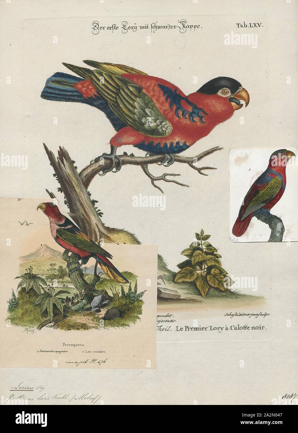 Lorius Lorius lori, Print, Lorius is a genus of lorikeet in the parrot family ...