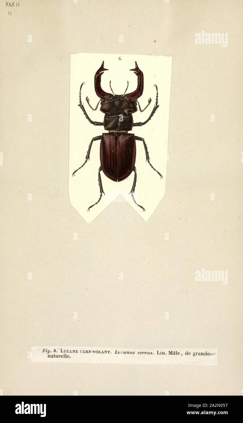 Lucanus, Print Stock Photo