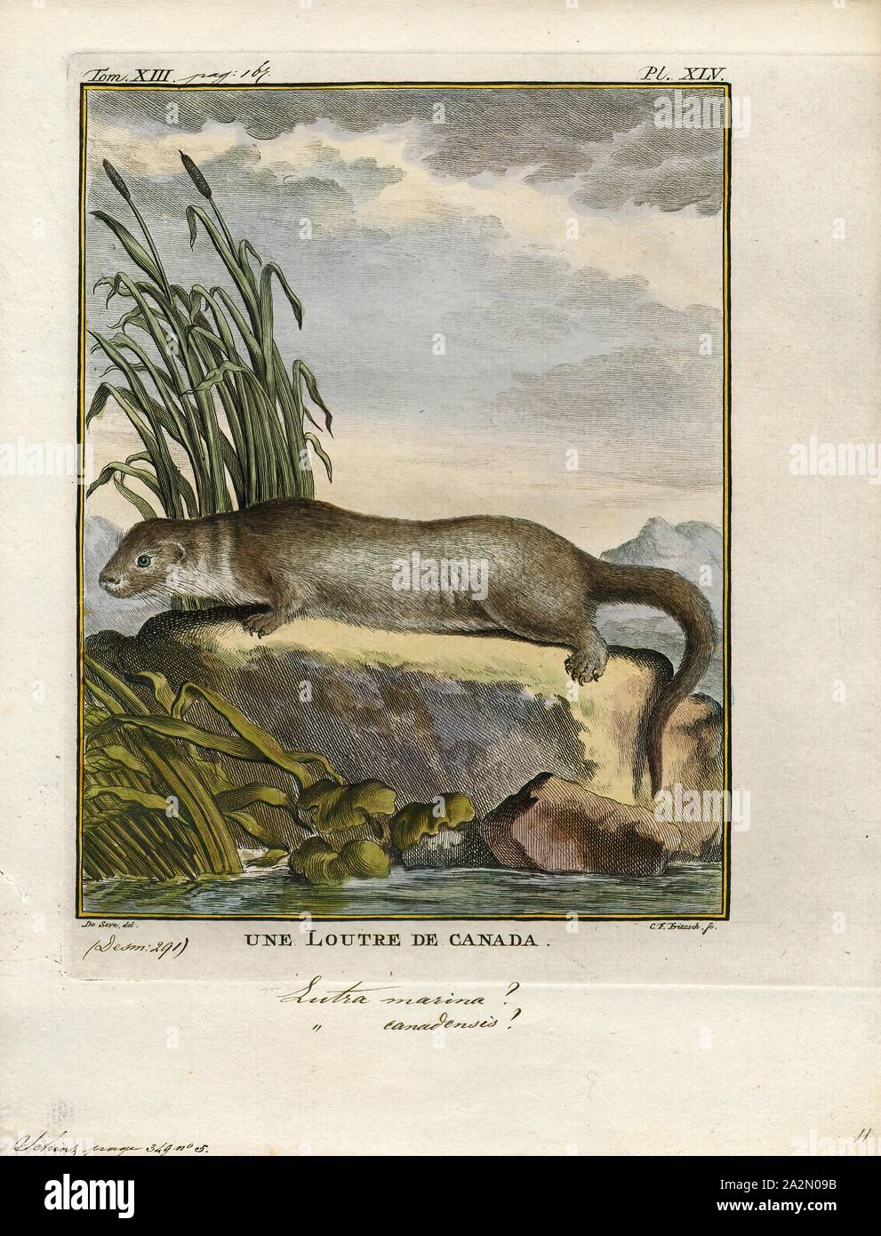 Lutra canadensis, Print, The North American river otter (Lontra canadensis), also known as the northern river otter or the common otter, is a semiaquatic mammal endemic to the North American continent found in and along its waterways and coasts. An adult North American river otter can weigh between 5.0 and 14 kg (11.0 and 30.9 lb). The river otter is protected and insulated by a thick, water-repellent coat of fur., 1700-1880 Stock Photo