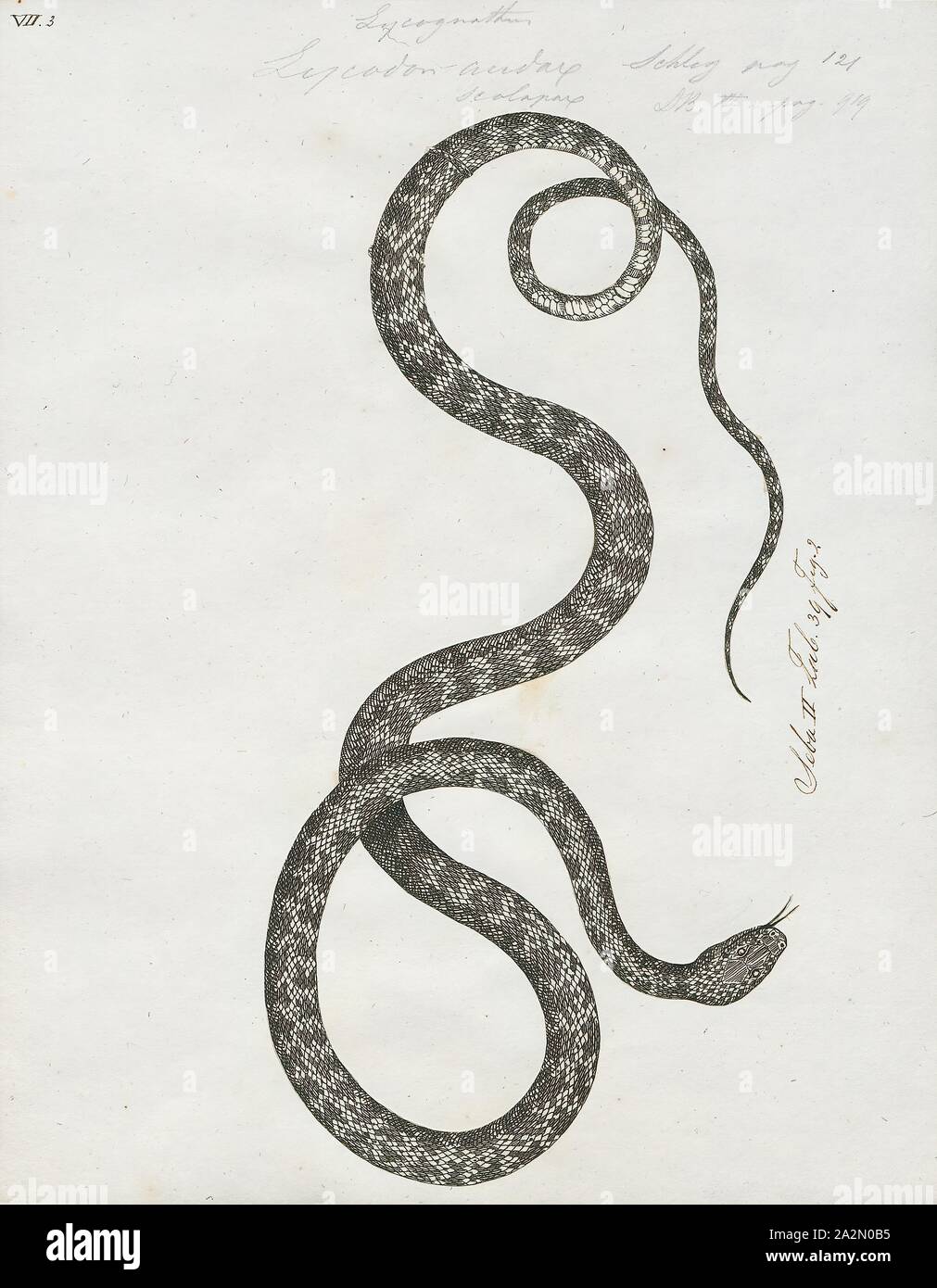 Lycodon audax, Print, Lycodon subcinctus, Malayan banded wolfsnake, in ...