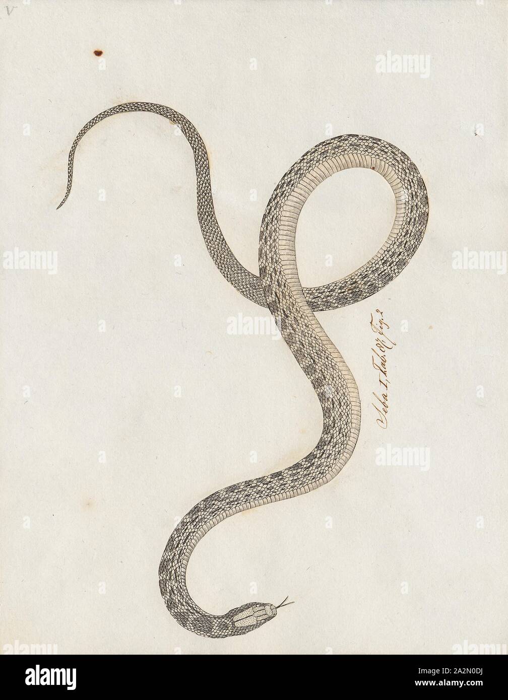 Lycodon spec., Print, Lycodon subcinctus, Malayan banded wolfsnake, in ...
