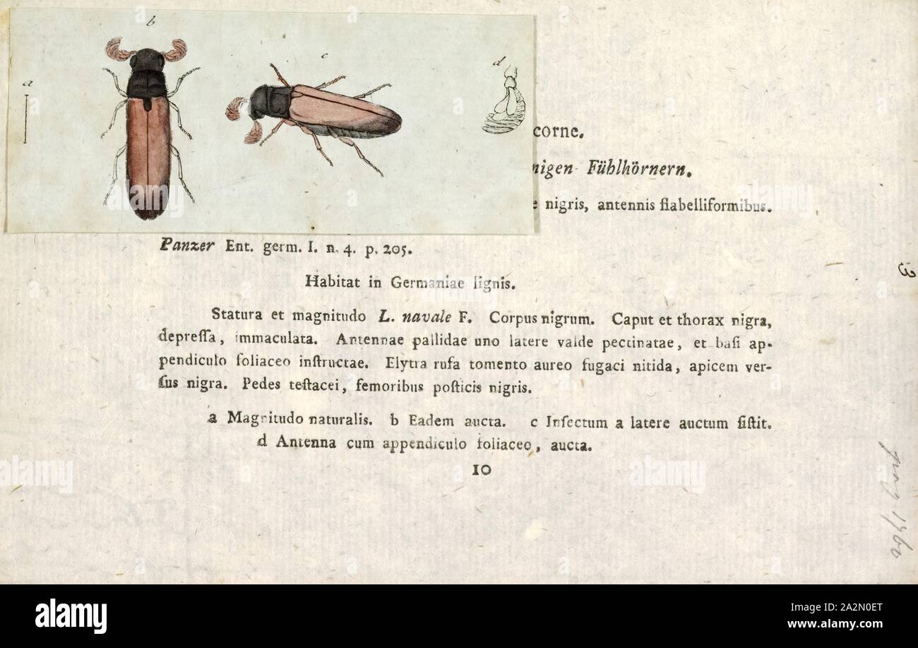 Lymexylon, Print, Lymexylon is a genus of beetles in the family Lymexylidae Stock Photo