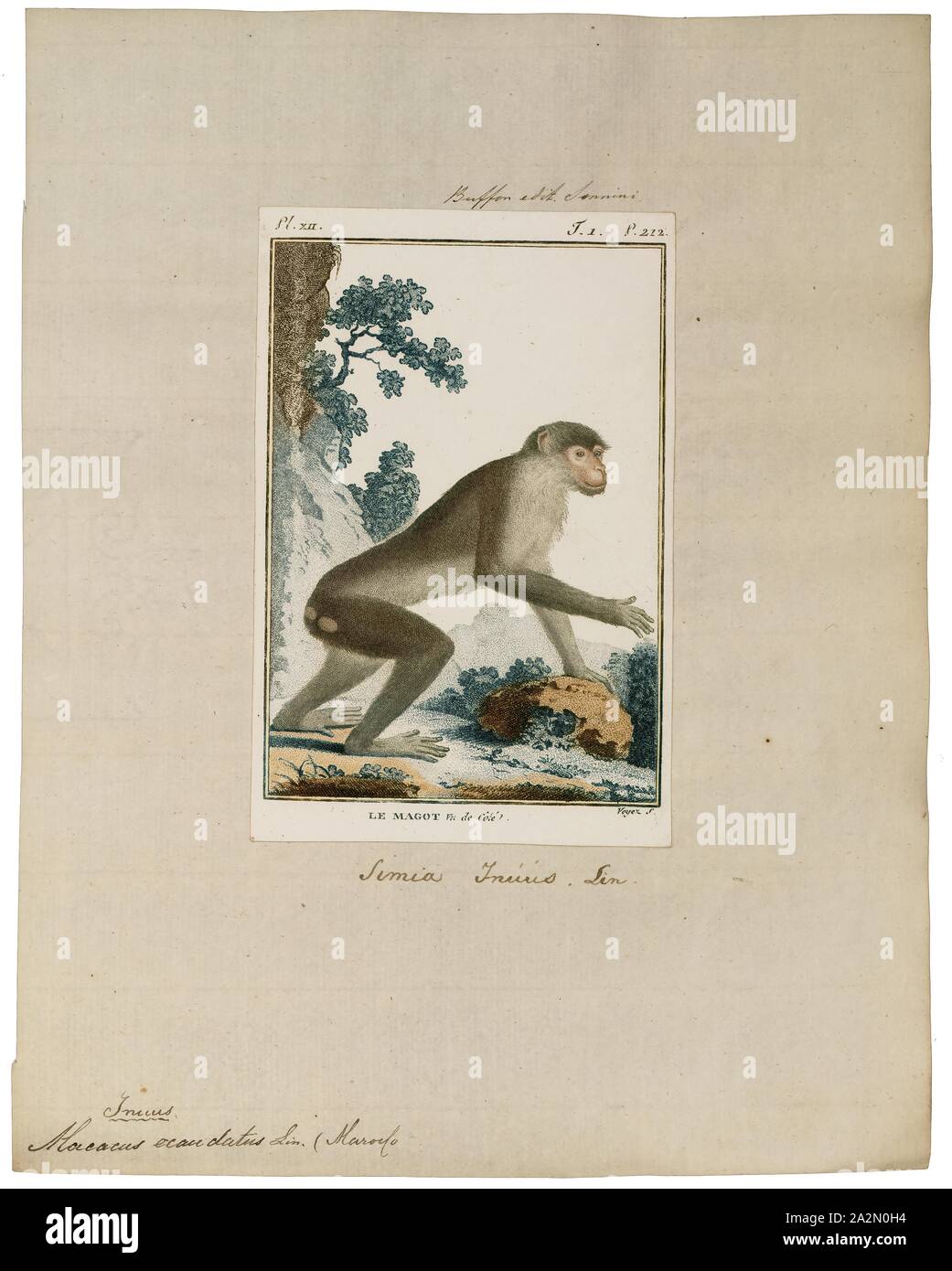 Macacus ecaudatus, Print, 1798-1803 Stock Photo