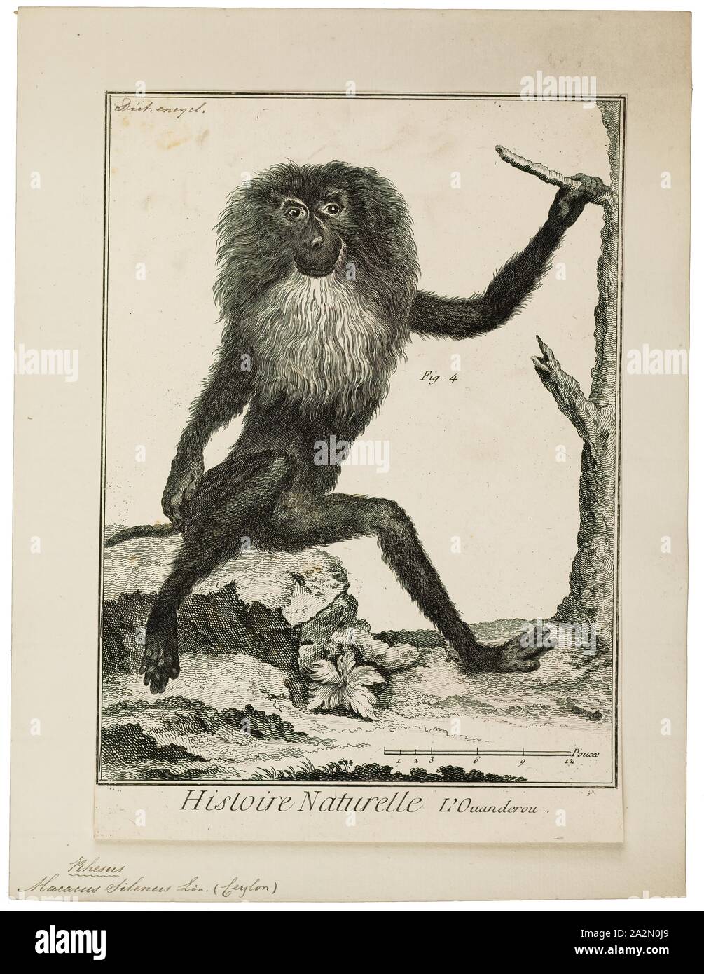 Macacus silenus, Print, 1751-1780 Stock Photo
