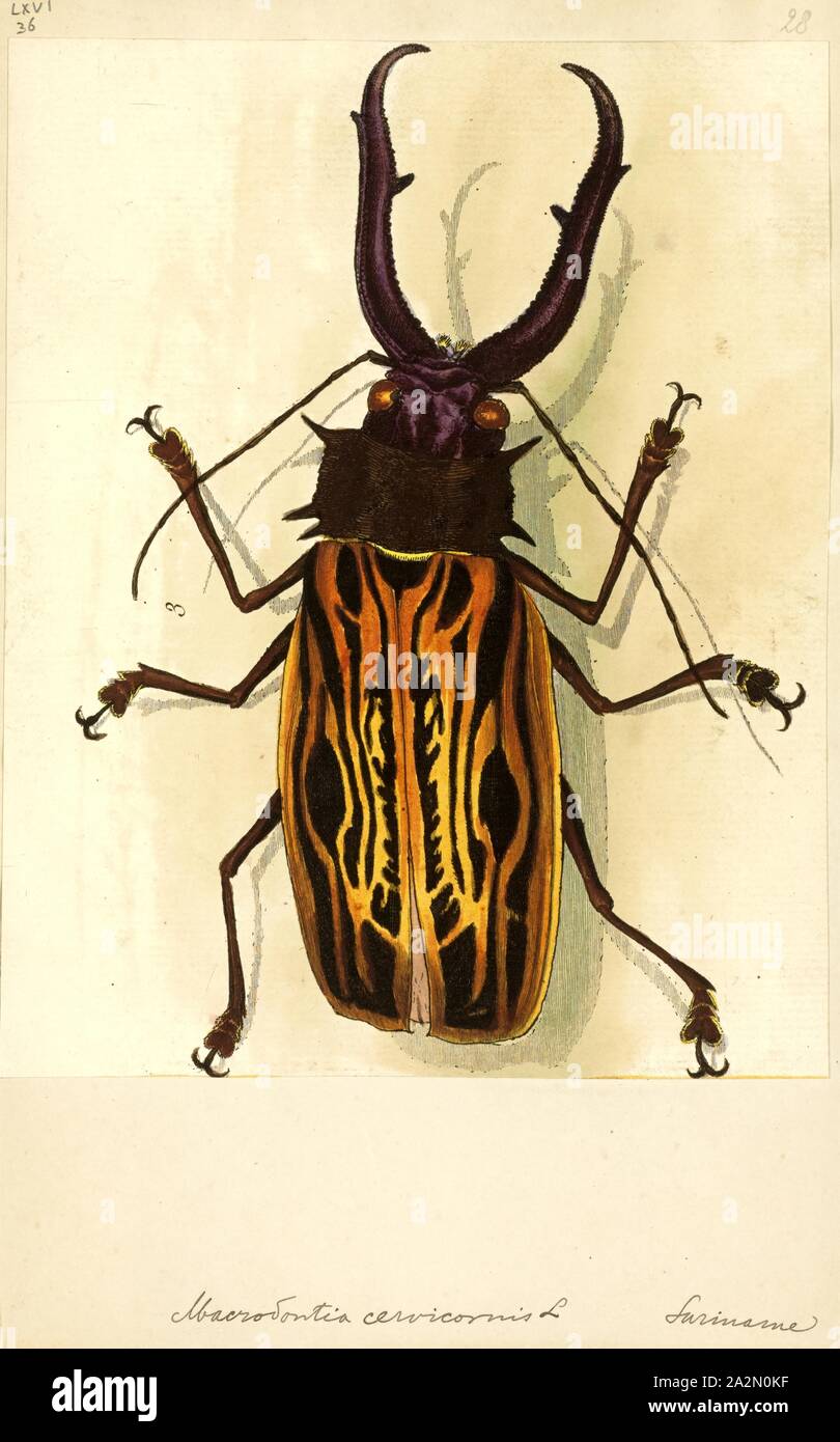 Macrodontia hi-res stock photography and images - Alamy