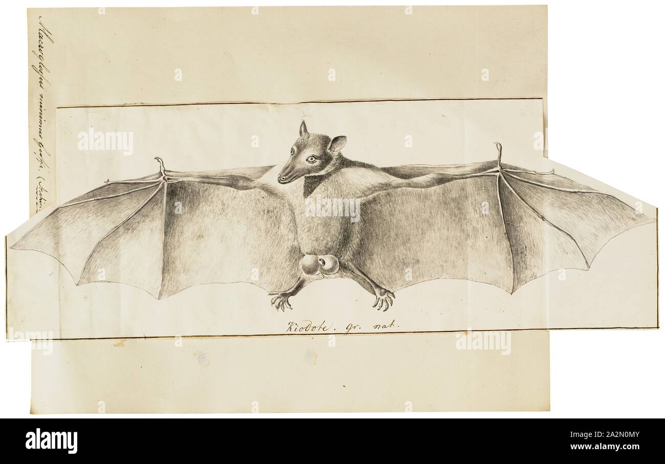 Northern blossom bat Cut Out Stock Images & Pictures Alamy