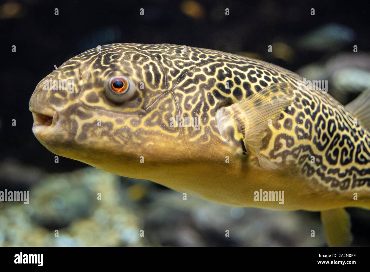 Mbu puffer (Tetraodon mbu), a carnivorous pufferfish also called a giant  freshwater puffer, at the Georgia Aquarium in Atlanta, Georgia. (USA Stock  Photo - Alamy