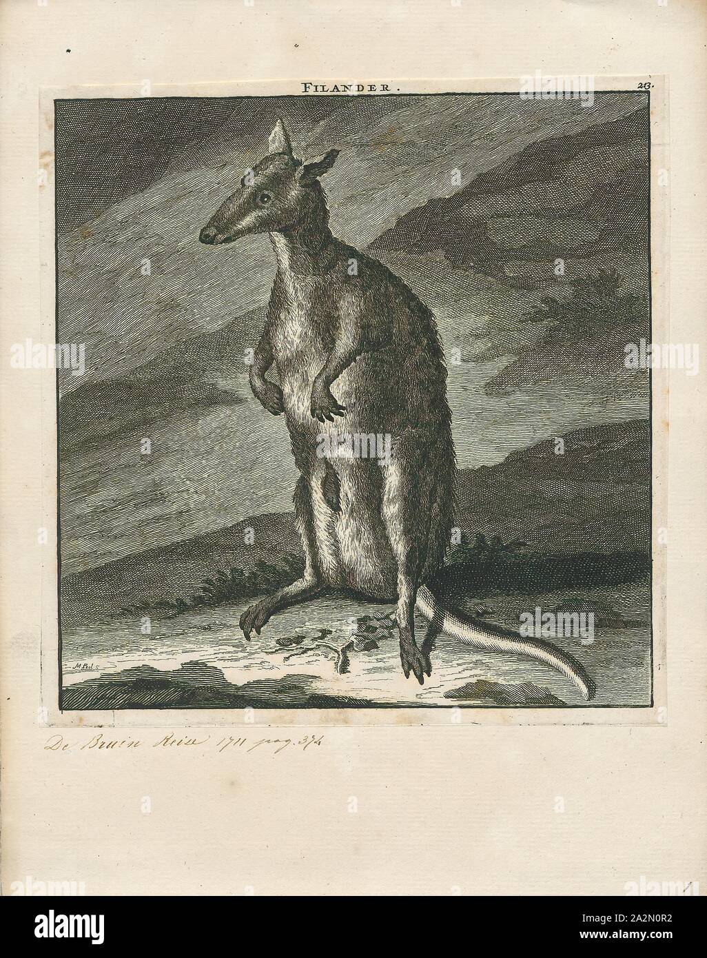 Macropus giganteus, Print, The eastern grey kangaroo (Macropus giganteus) is a marsupial found in southern and eastern Australia, with a population of several million. It is also known as the great grey kangaroo and the forester kangaroo. Although a big eastern grey male typically masses around 66 kg (weight 145 lb.) and stands almost 2 m (6.6 ft.) tall, the scientific name, Macropus giganteus (gigantic large-foot), is misleading: the red kangaroo of the semi-arid inland is larger, weighing up to 90 kg., 1700-1880 Stock Photo