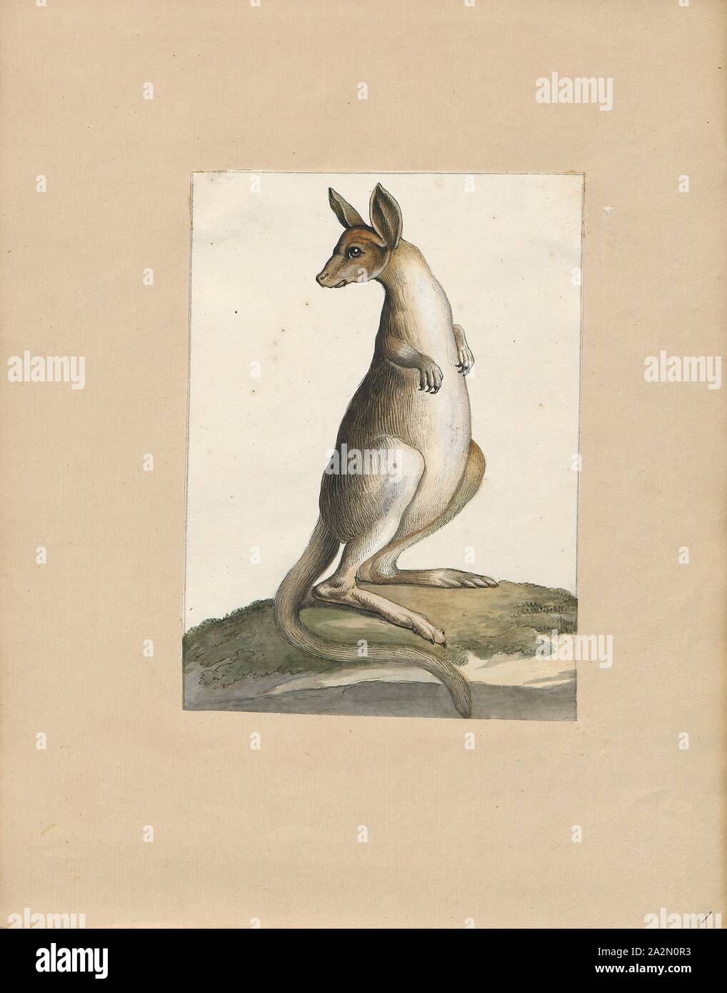 Macropus giganteus, Print, The eastern grey kangaroo (Macropus giganteus) is a marsupial found in southern and eastern Australia, with a population of several million. It is also known as the great grey kangaroo and the forester kangaroo. Although a big eastern grey male typically masses around 66 kg (weight 145 lb.) and stands almost 2 m (6.6 ft.) tall, the scientific name, Macropus giganteus (gigantic large-foot), is misleading: the red kangaroo of the semi-arid inland is larger, weighing up to 90 kg., 1700-1880 Stock Photo
