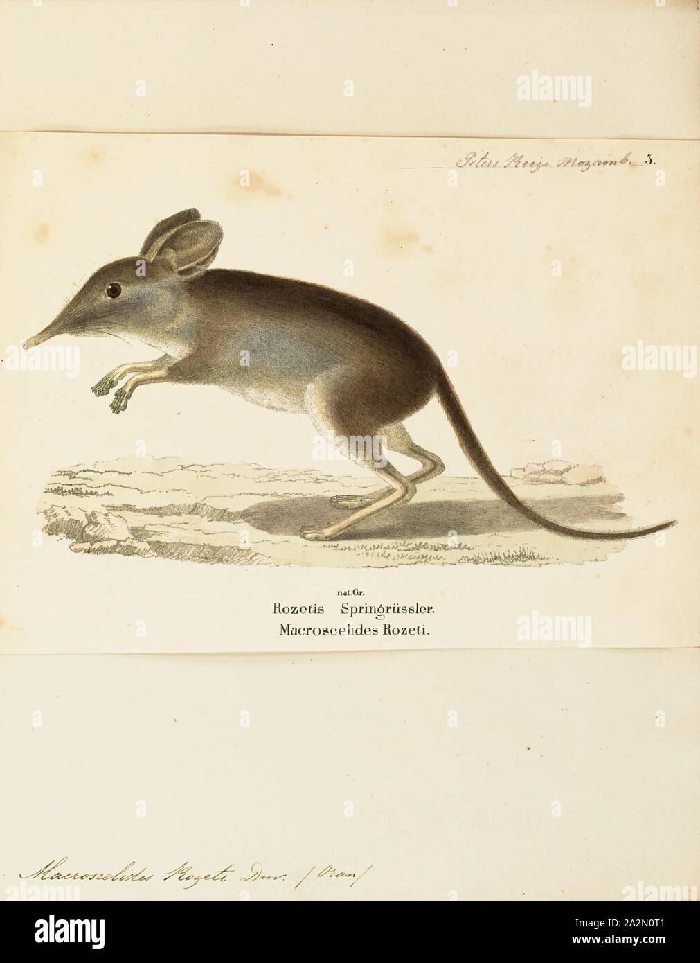 Rozeti hi-res stock photography and images - Alamy