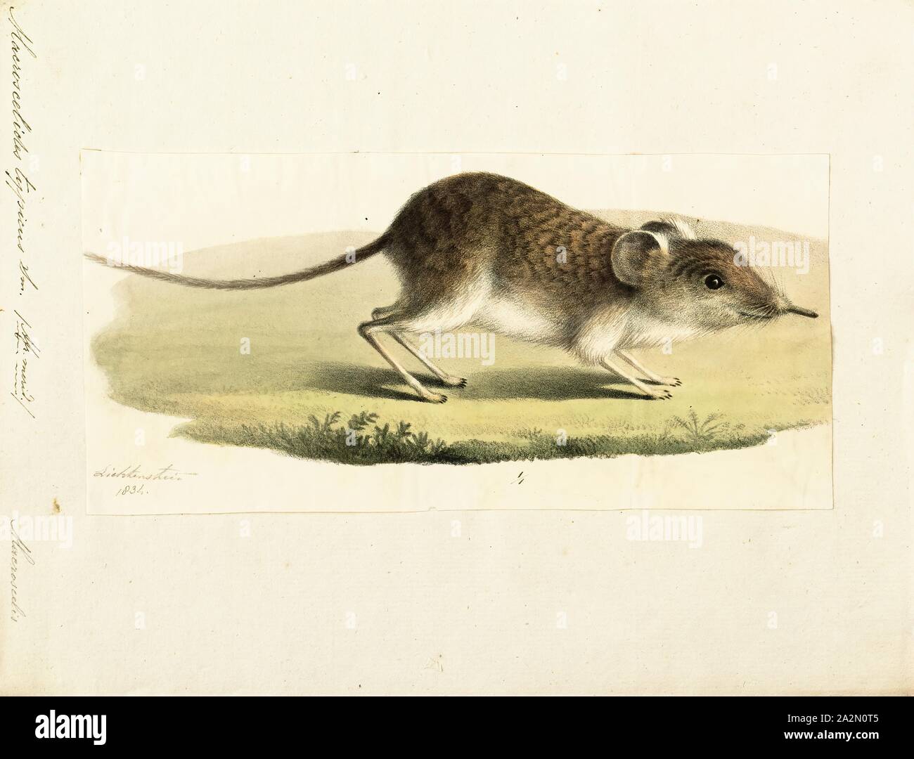 Small shrew like animals hi-res stock photography and images - Alamy