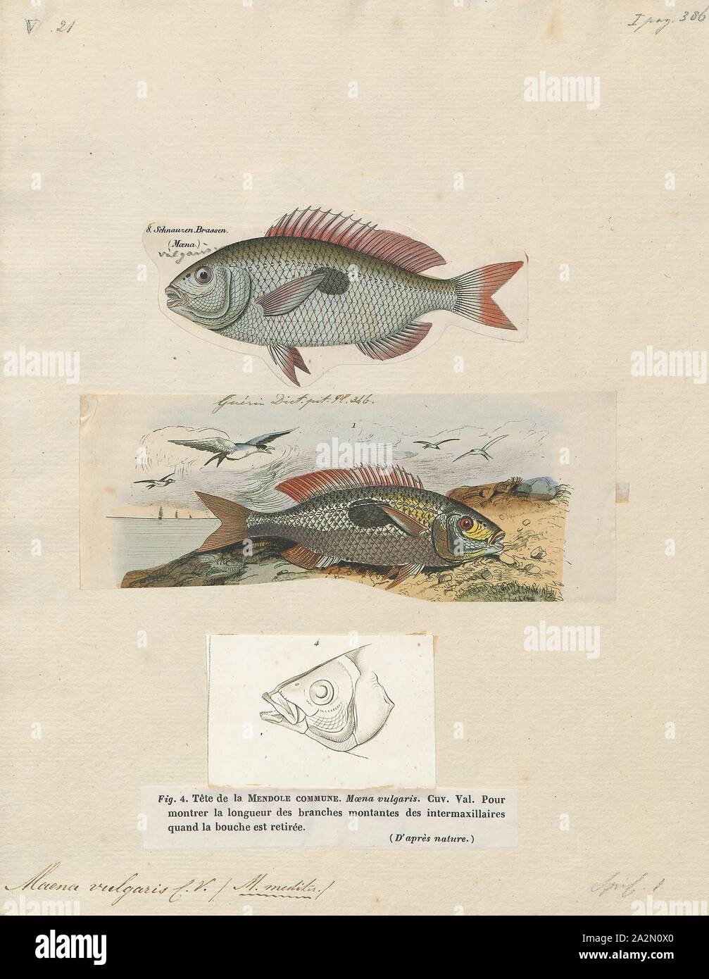 Maena vulgaris, Print, Spicara maena, the blotched picarel, is a species of ray-finned fish native to the eastern Atlantic Ocean, the Mediterranean Sea and the Black Sea. The male grows to a maximum length of about 25 cm (10 in), and the female reaches 21 cm (8 in). This fish is fished commercially in some areas Stock Photo