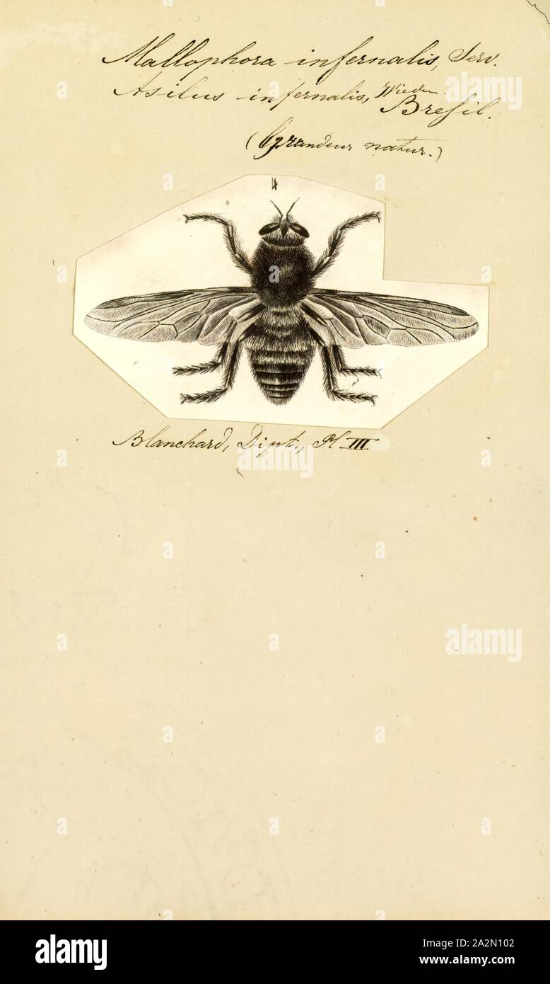 Mallophora, Print, Mallophora is a genus of bee killers in the family