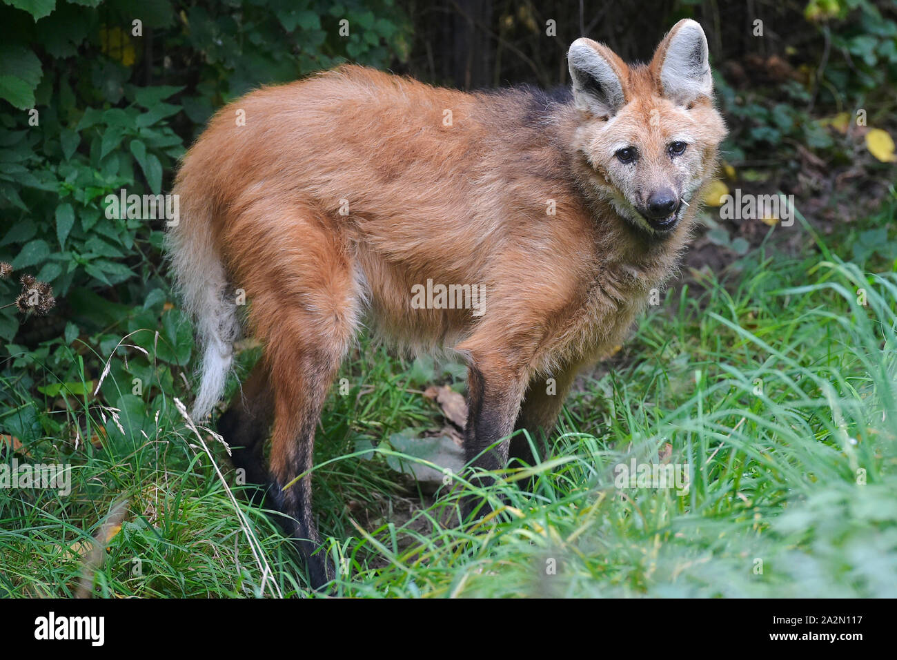 Pilsen, Czech Republic. 03rd Oct, 2019. A maned wolf (Chrysocyon brachyurus), 15-years old dog called Manzan, is seen in the Pilsen Zoo, Czech Republic, on October 3, 2019. Credit: Miroslav Chaloupka/CTK Photo/Alamy Live News Stock Photo