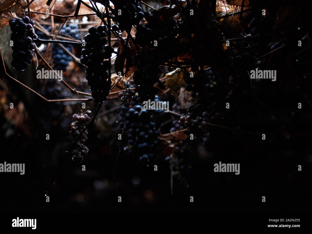 Autumnal nature detail: vine branches with bunches of grapes of popular sort - Isabella, hanging down in the darknes, closeup, copy space, autumn back Stock Photo