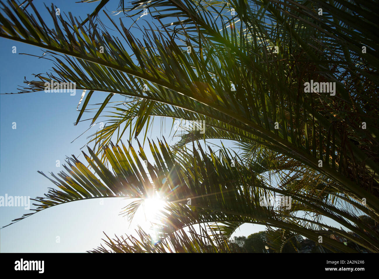 Palm trees that originated in the Canary Islands that were planted on Weymouth seafront as part of a regeneration scheme for the town. Weymouth Dorset Stock Photo