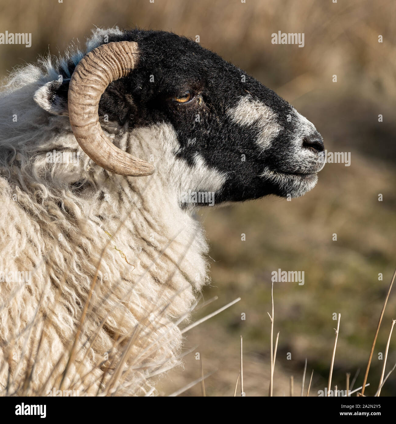 Side on portrait of sheep Stock Photo